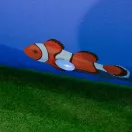 SunClub Frame gyerekmedence szögletes óceán mintás 122x122x33cm kor:3+év