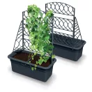 Prosperplast Bloma virágtartó futtatóval antracit 58x28,8x22cm